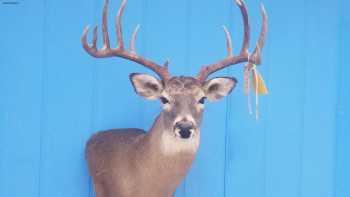 Locks Taxidermy and Meat Processing