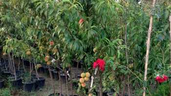 Asya fidancılık ve çiçekçilik