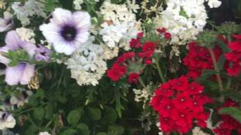 The Dolphin @ Dartmouth