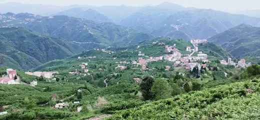 Güce