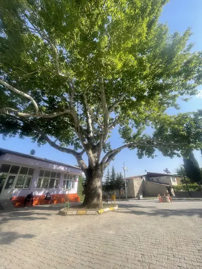 Çınaraltı Aile Çay Bahçesi